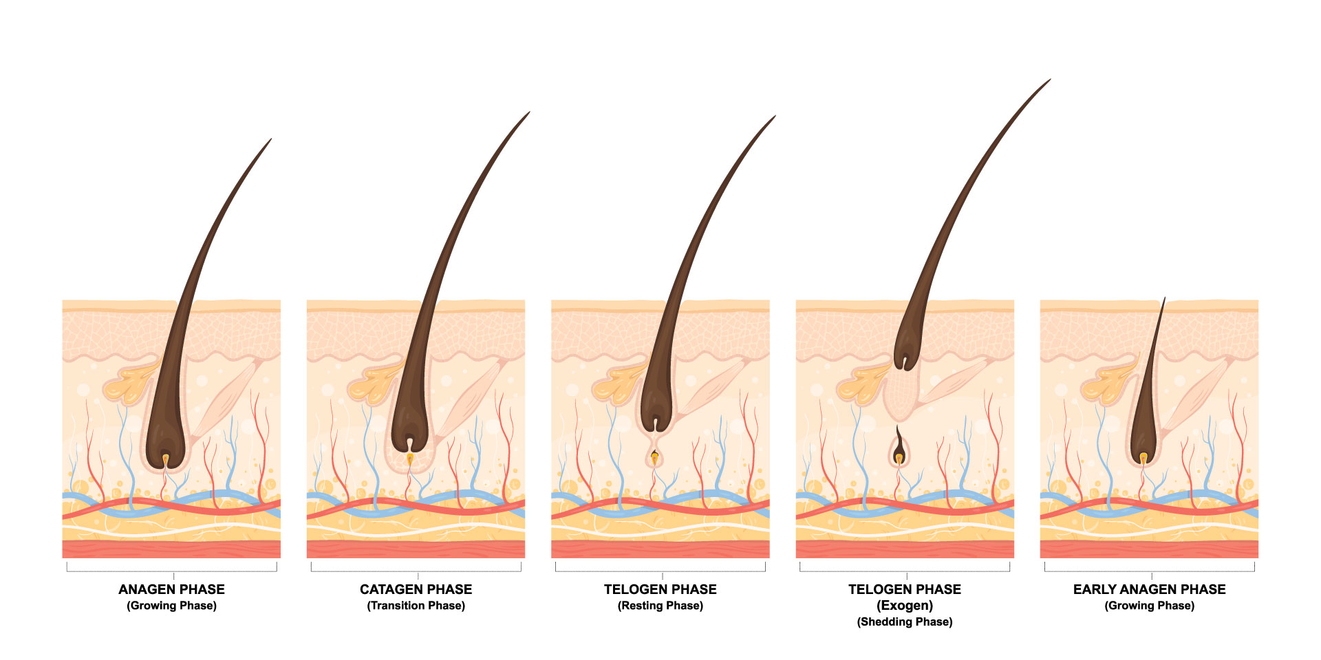 How does hair grow? - The D'Souza Clinic